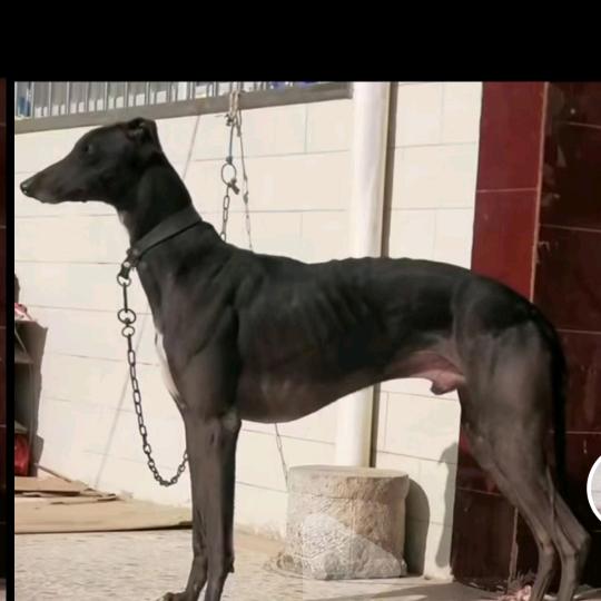 渭南曹军，犬业