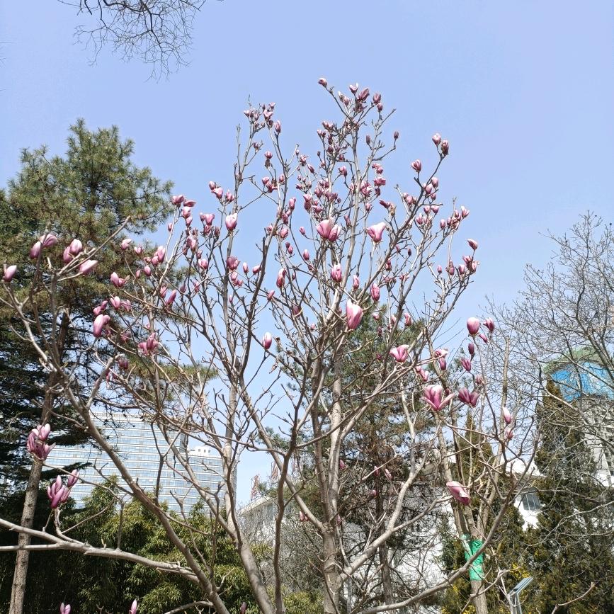 花舞过秋