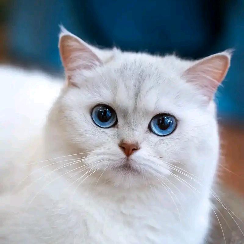 招财猫🐏