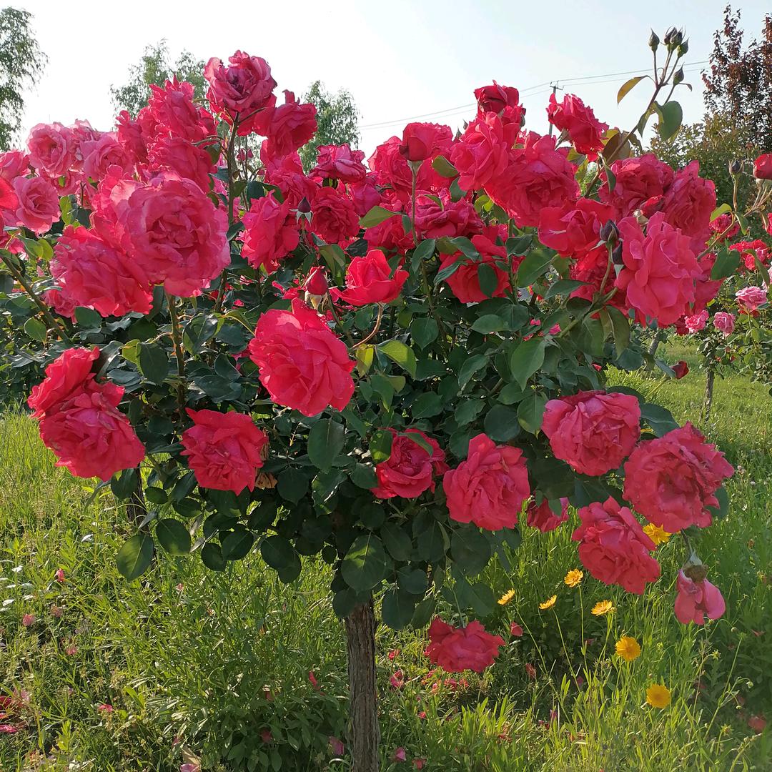 🌹🌹🌹带刺玫瑰🌹🌹🌹