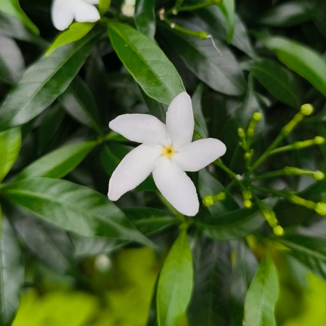 摘下芒果当月亮