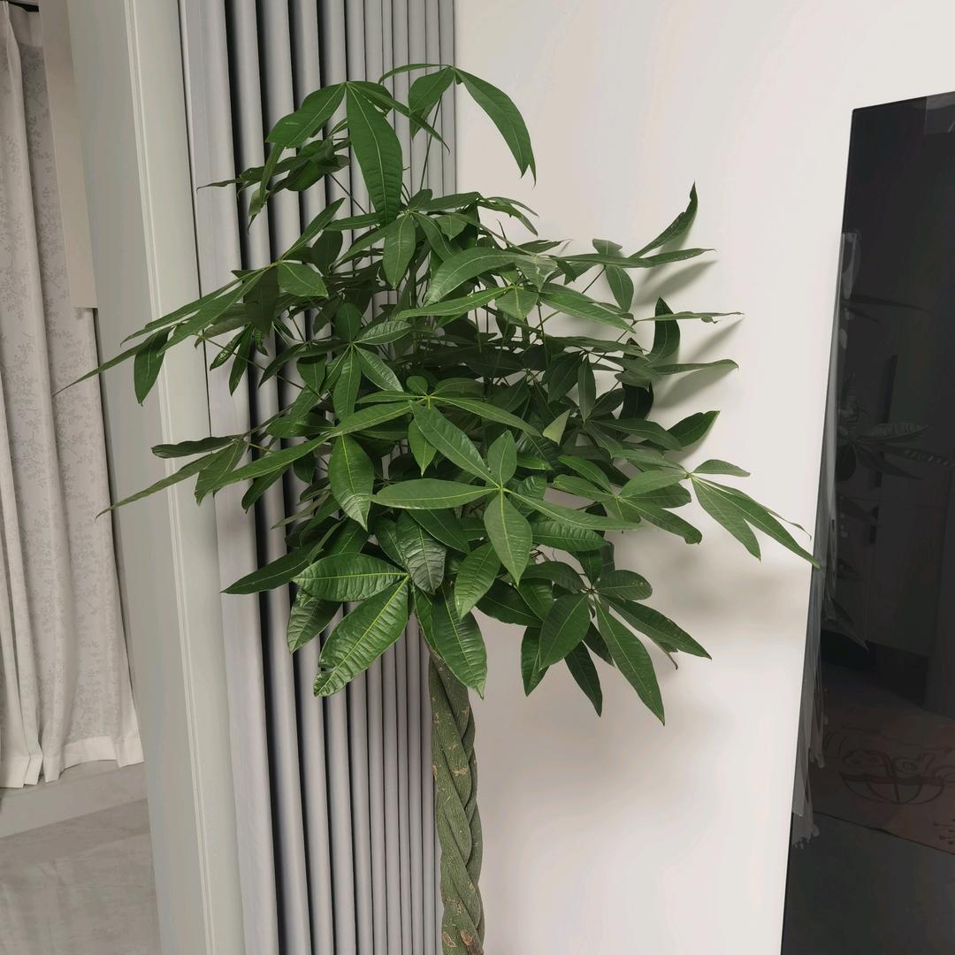 是嗯