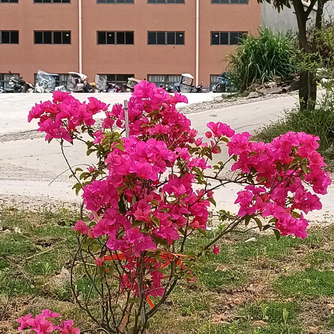 🌴随🌱缘☘🌹