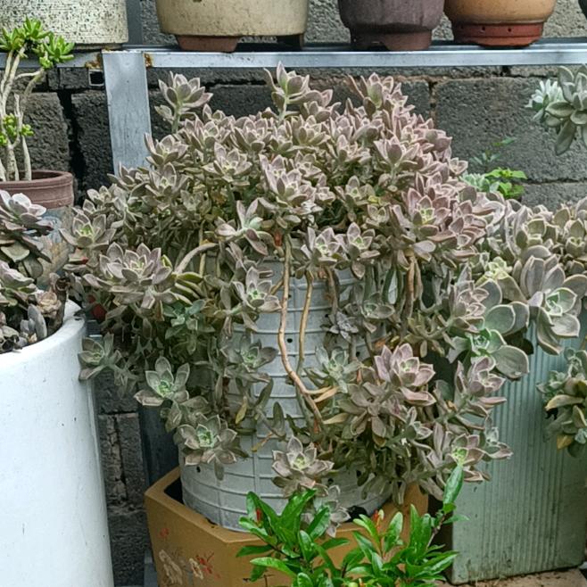 李先生！！！！！！