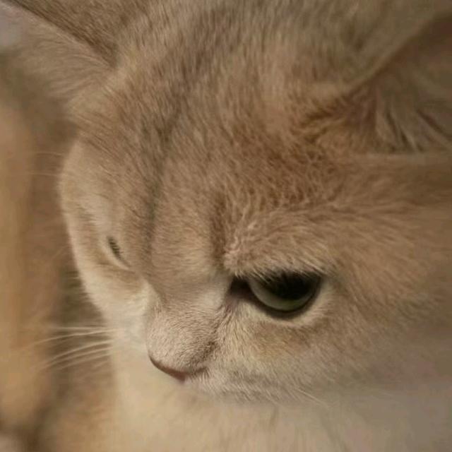 小宇（应届躺平版）