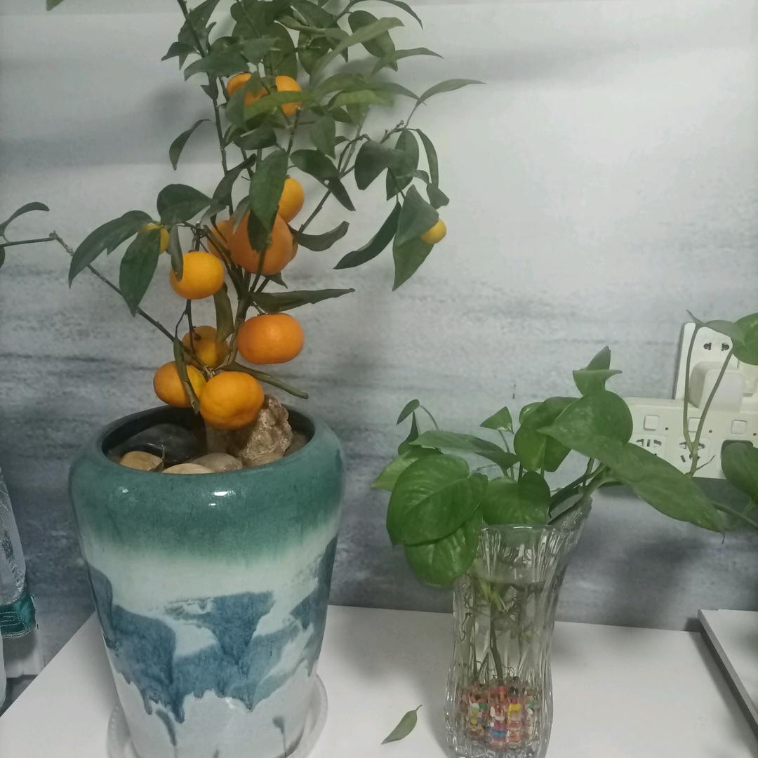 好风景（教带货）