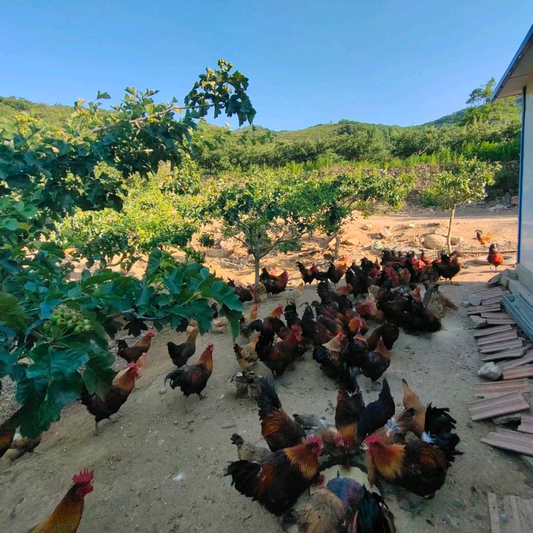 临朐县金果蛋鸡养殖专业合作社