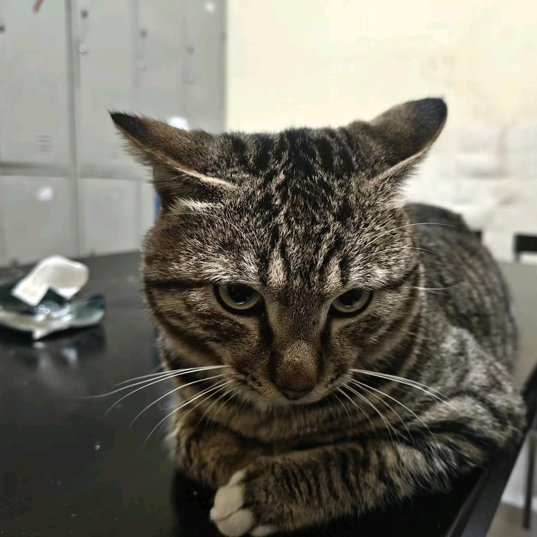 半截摸鱼