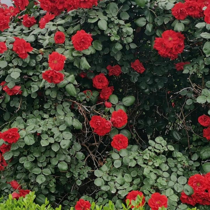 花花世界🌸