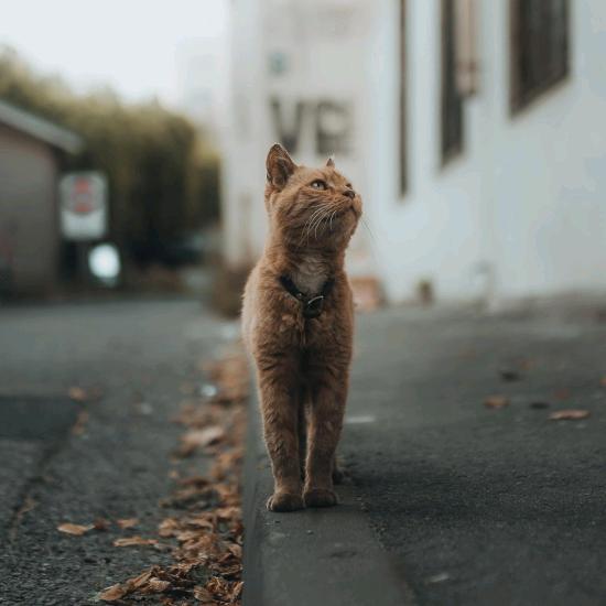 小余余
