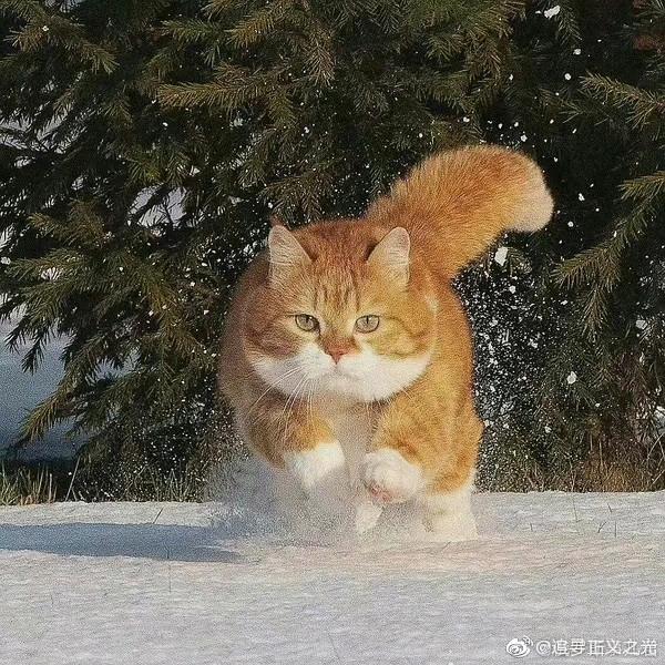 邮橘猫🐱