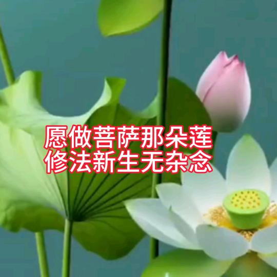 重庆邓哥哥