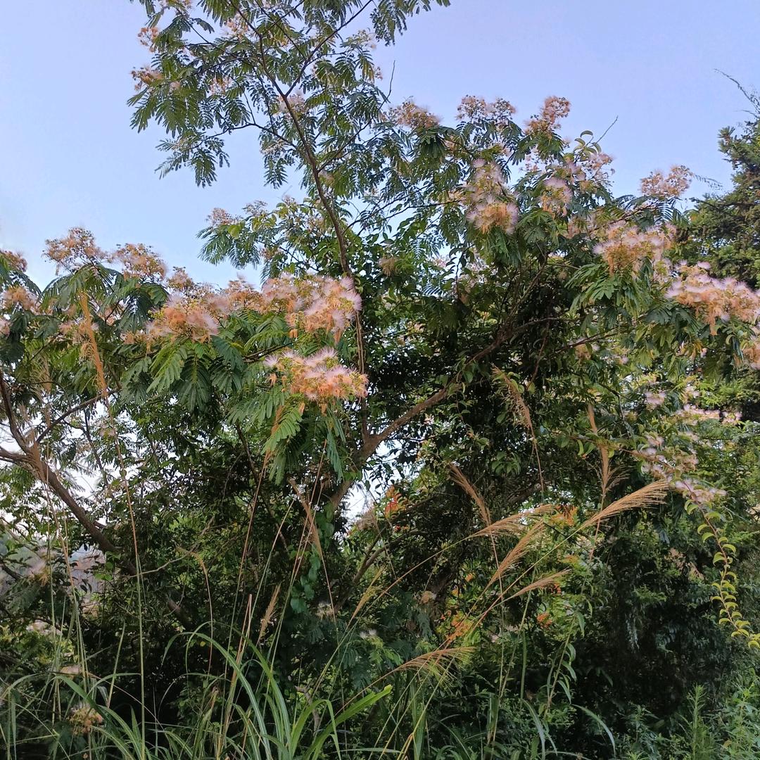 山清水秀
