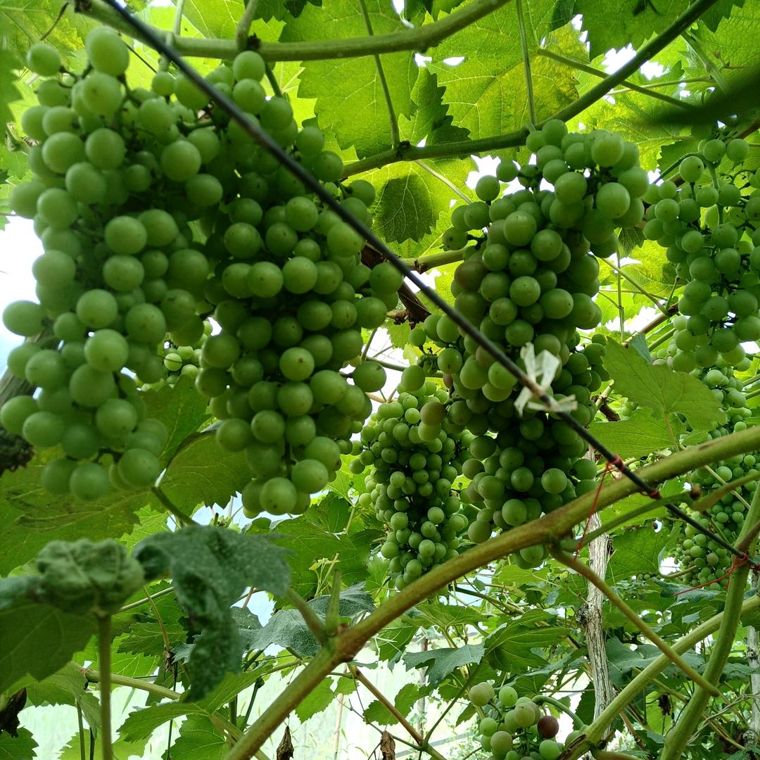 劉荘葡萄釆摘园
