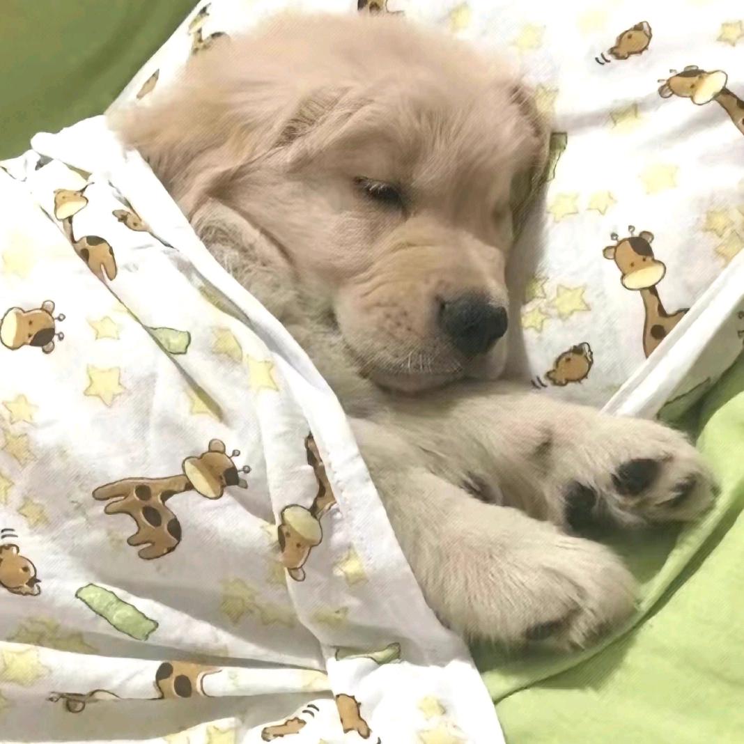 盖着小花被睡睡睡