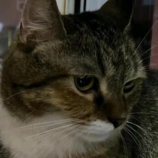 猫还睡