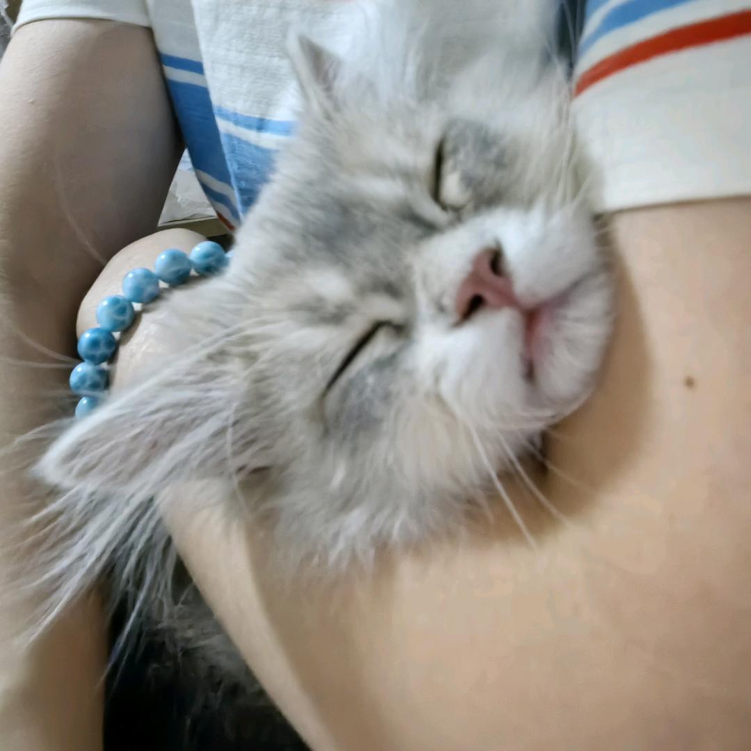 小满的猫猫屋