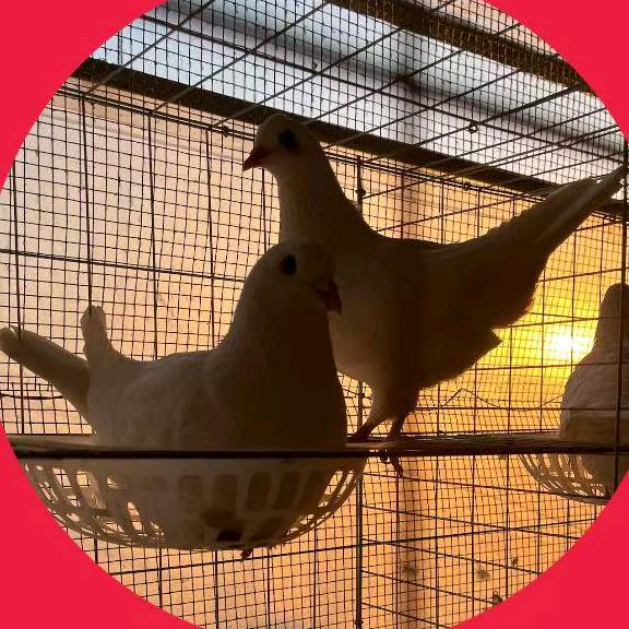 沂蒙白鸽合作社一号店