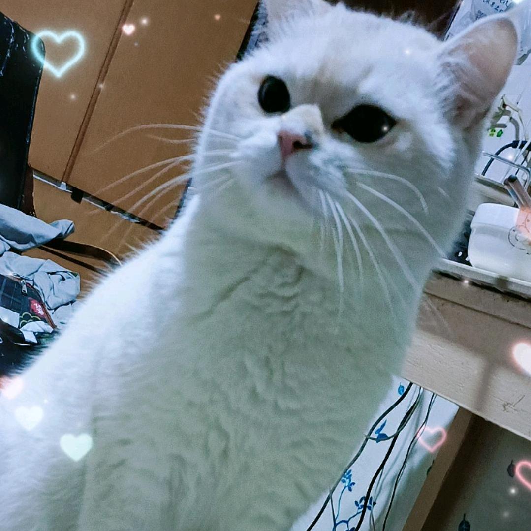 棉花糖🍬🍬🍬