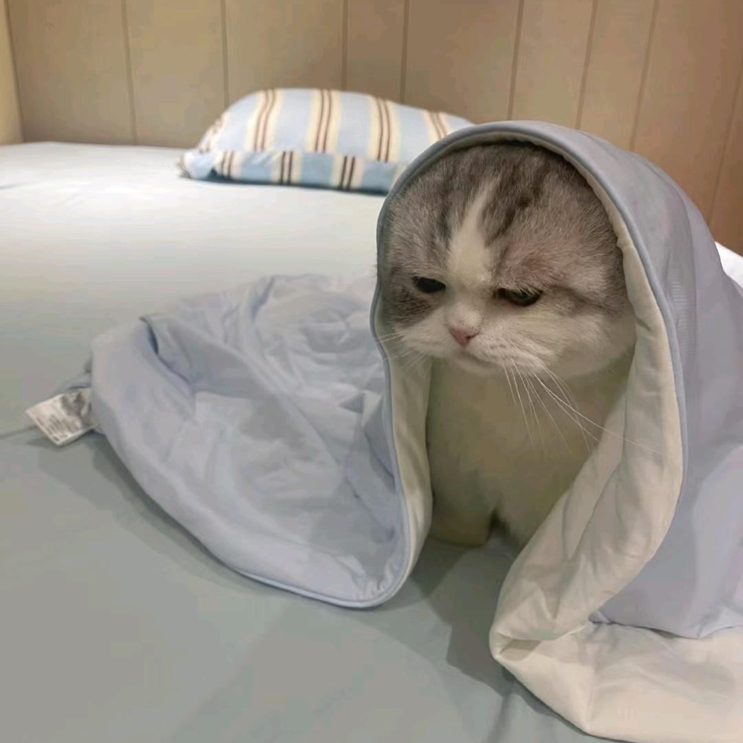 姜姜小丸子