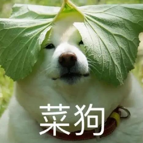 菜狗子