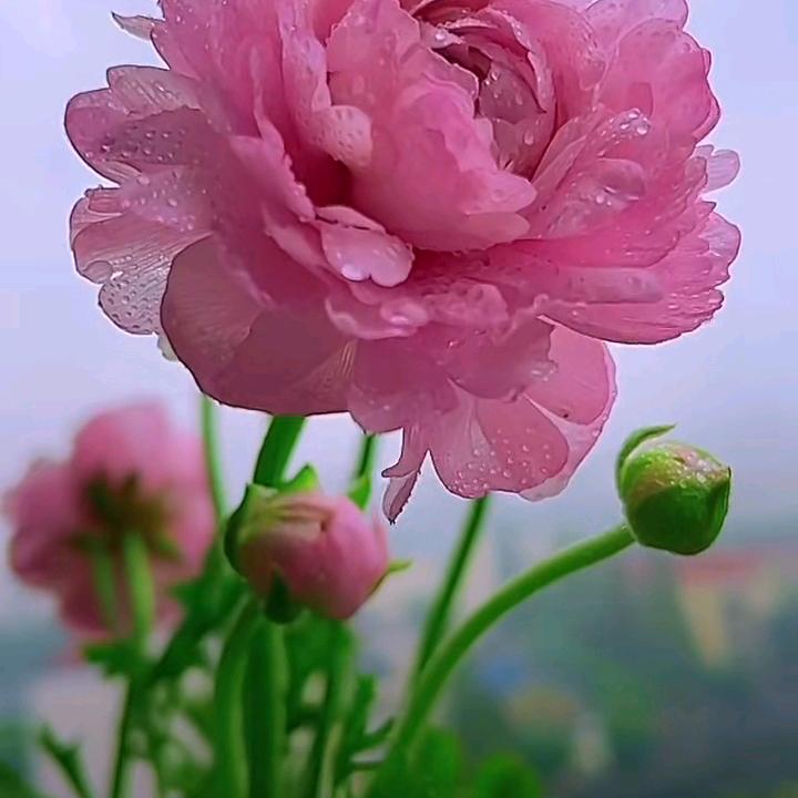 永远开心(每晚7:15分首播)