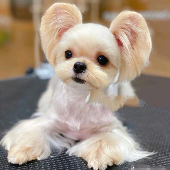 宿迁萌宠（约克夏.马尔济斯.西施）