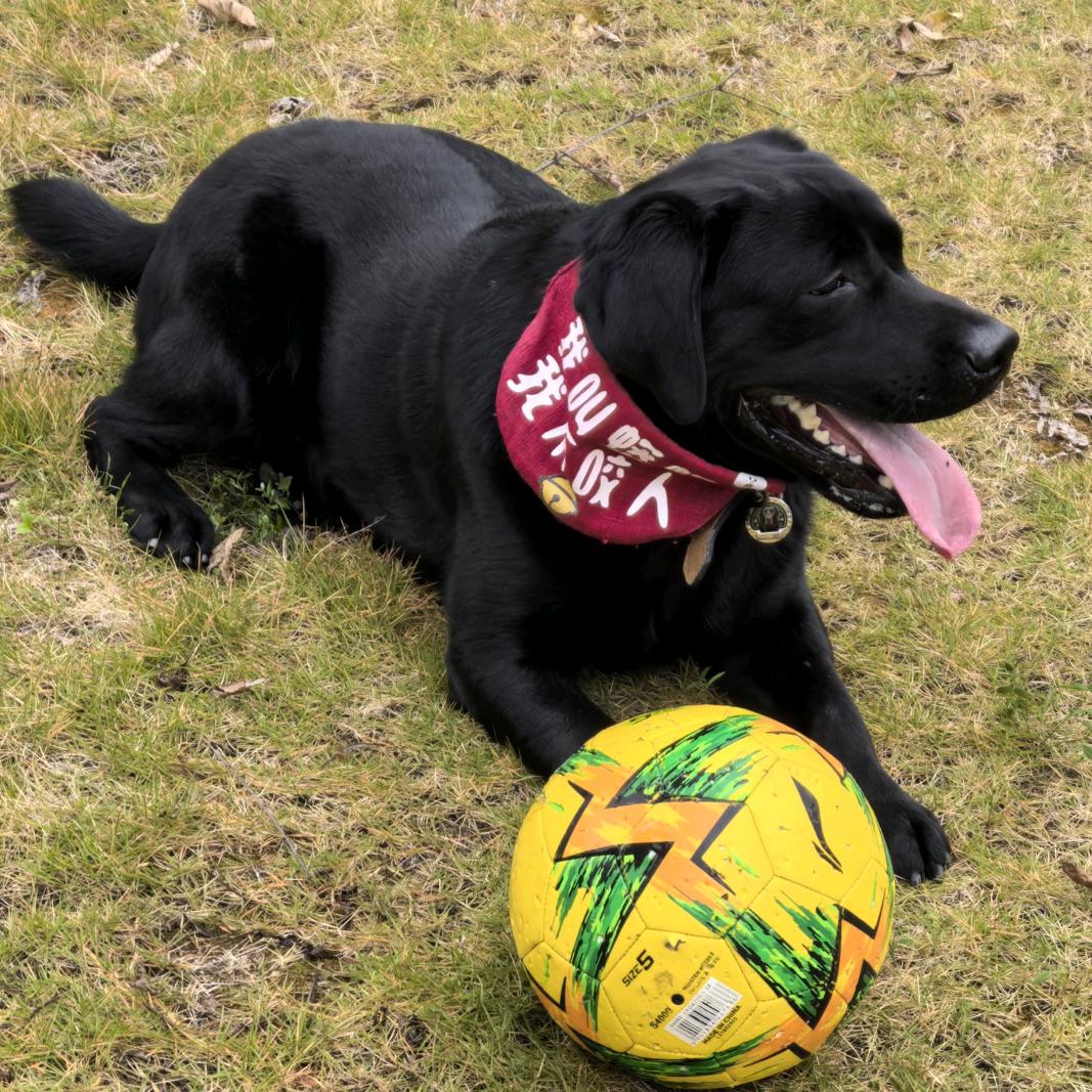 蟒仔🐶