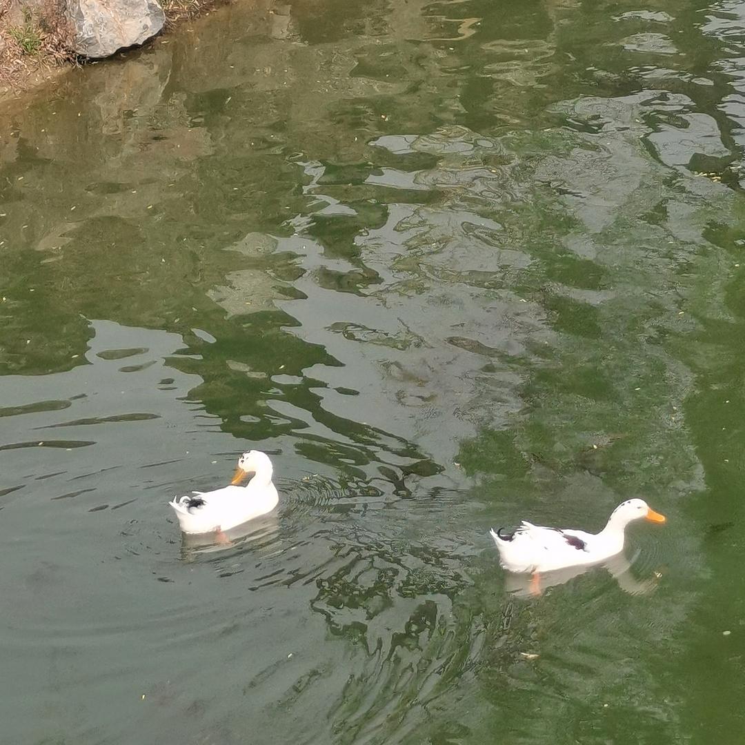 灿烂如🌸