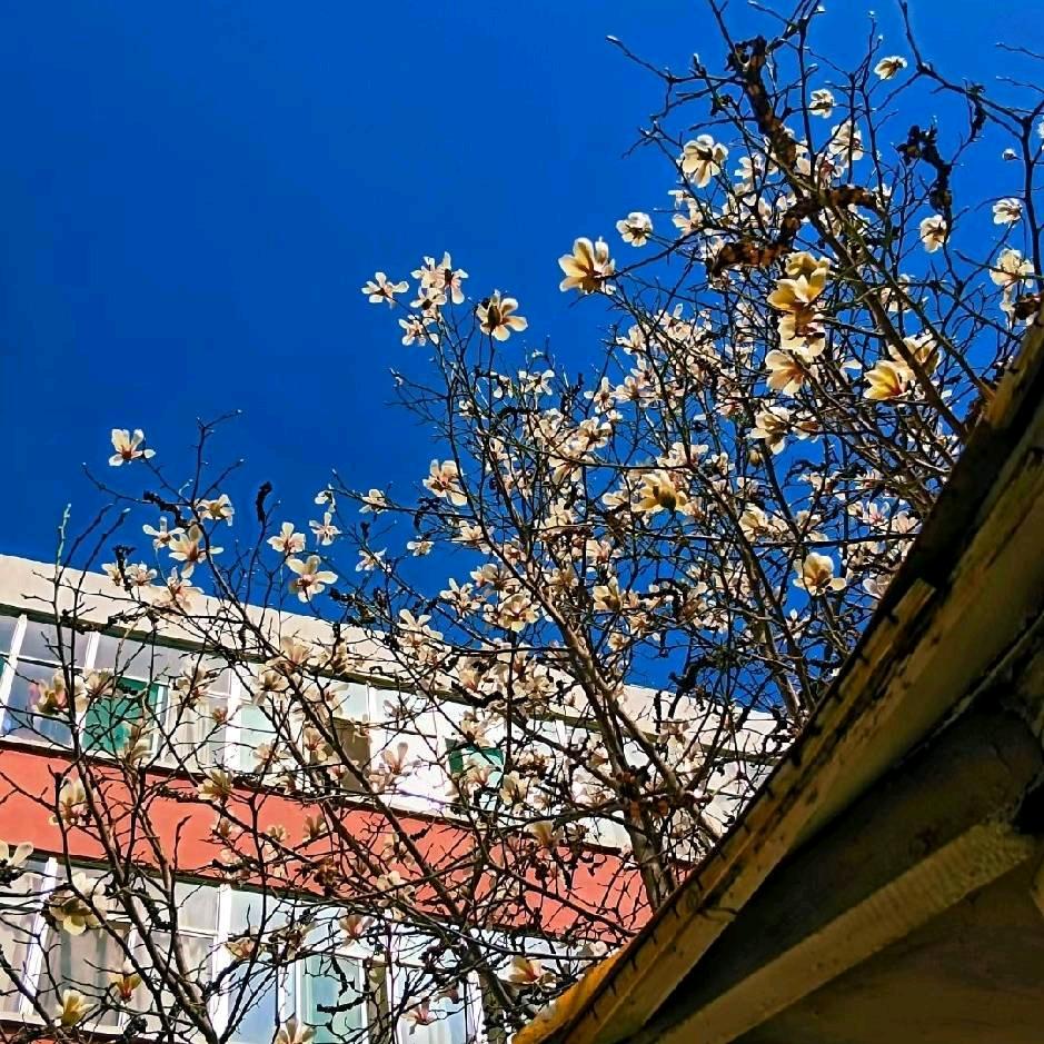 朝花夕拾