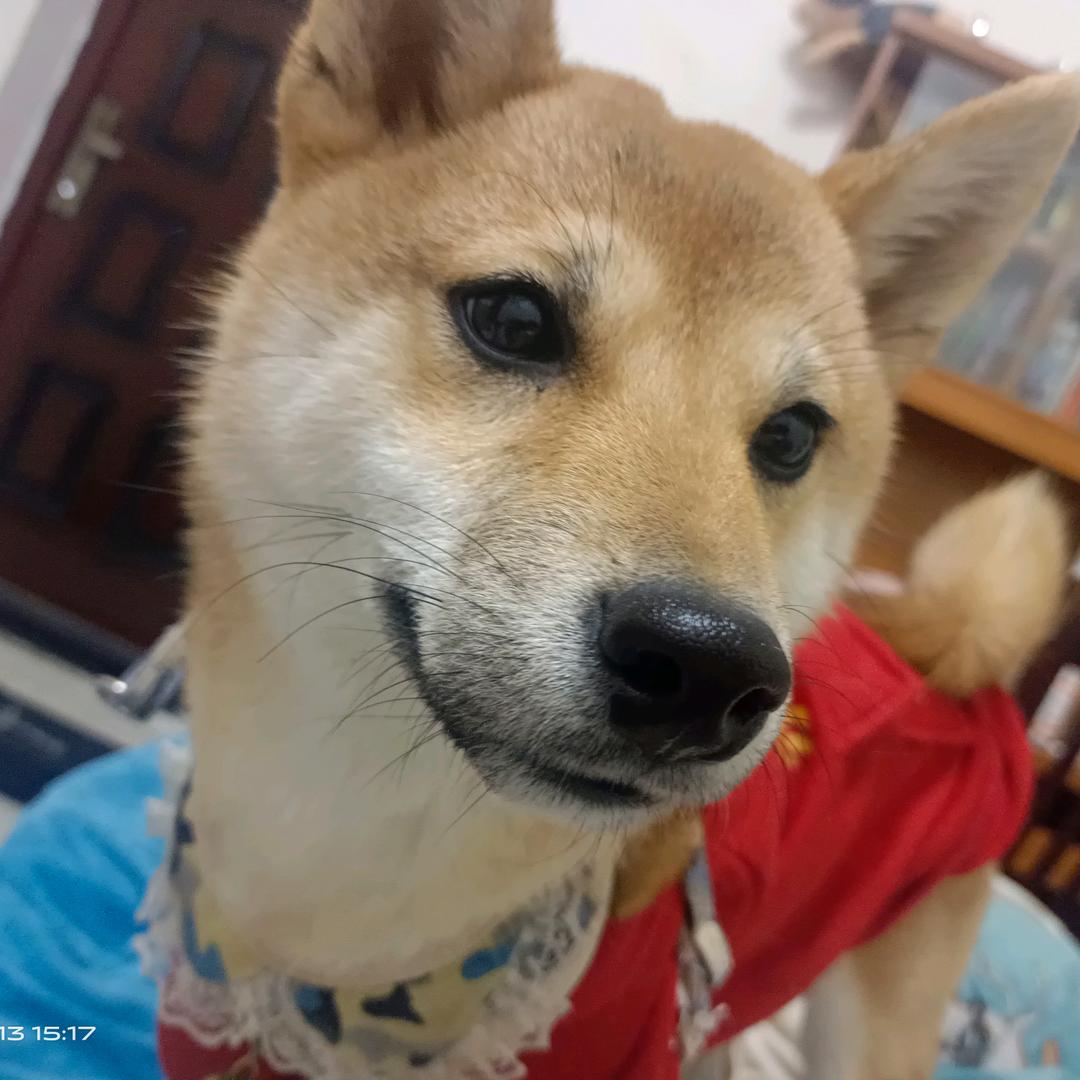 我是一只兔子🐰