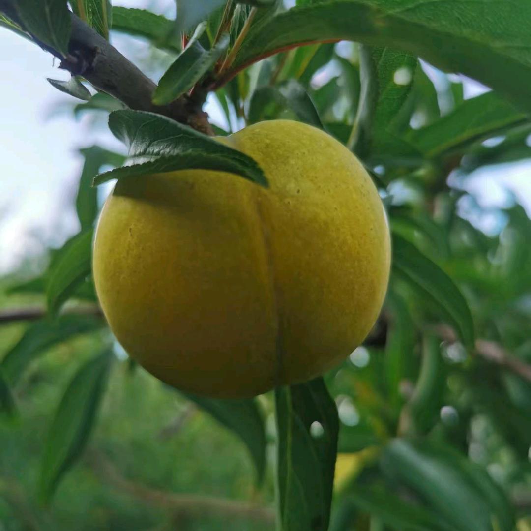 盛农鲜果（果园直发）