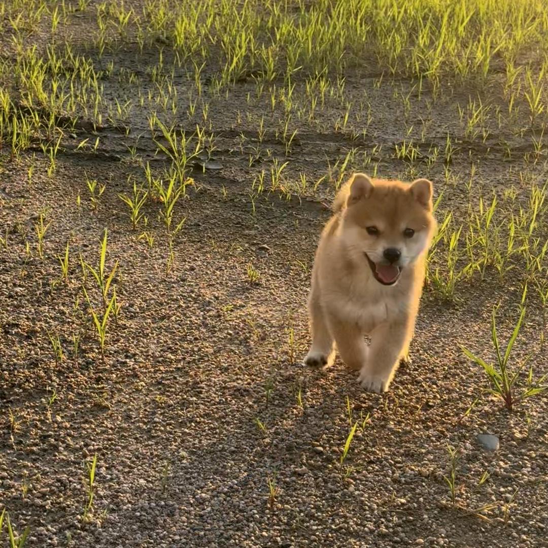 冰城小柴