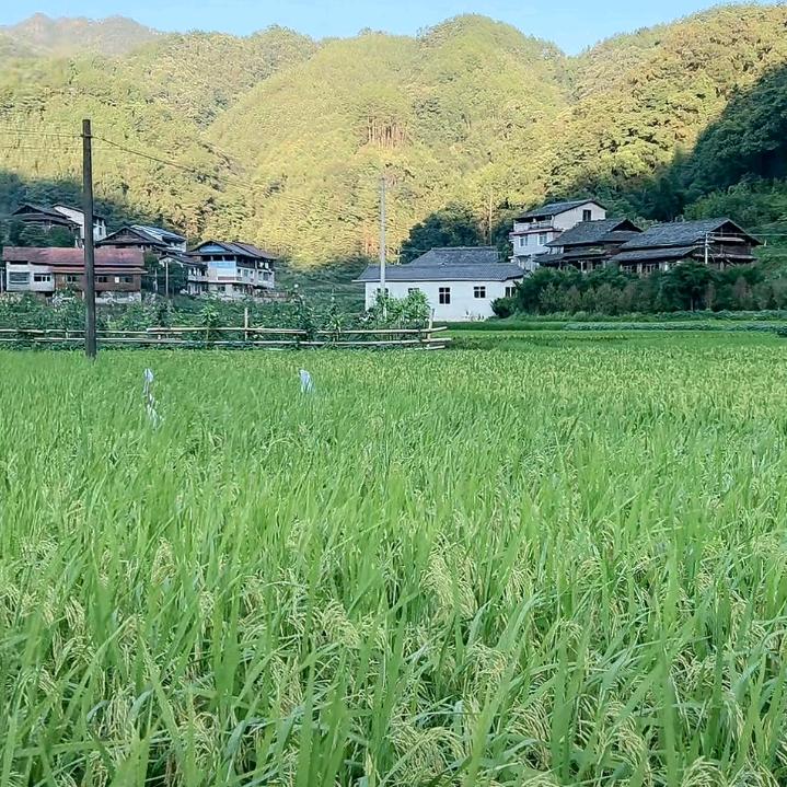 大米-