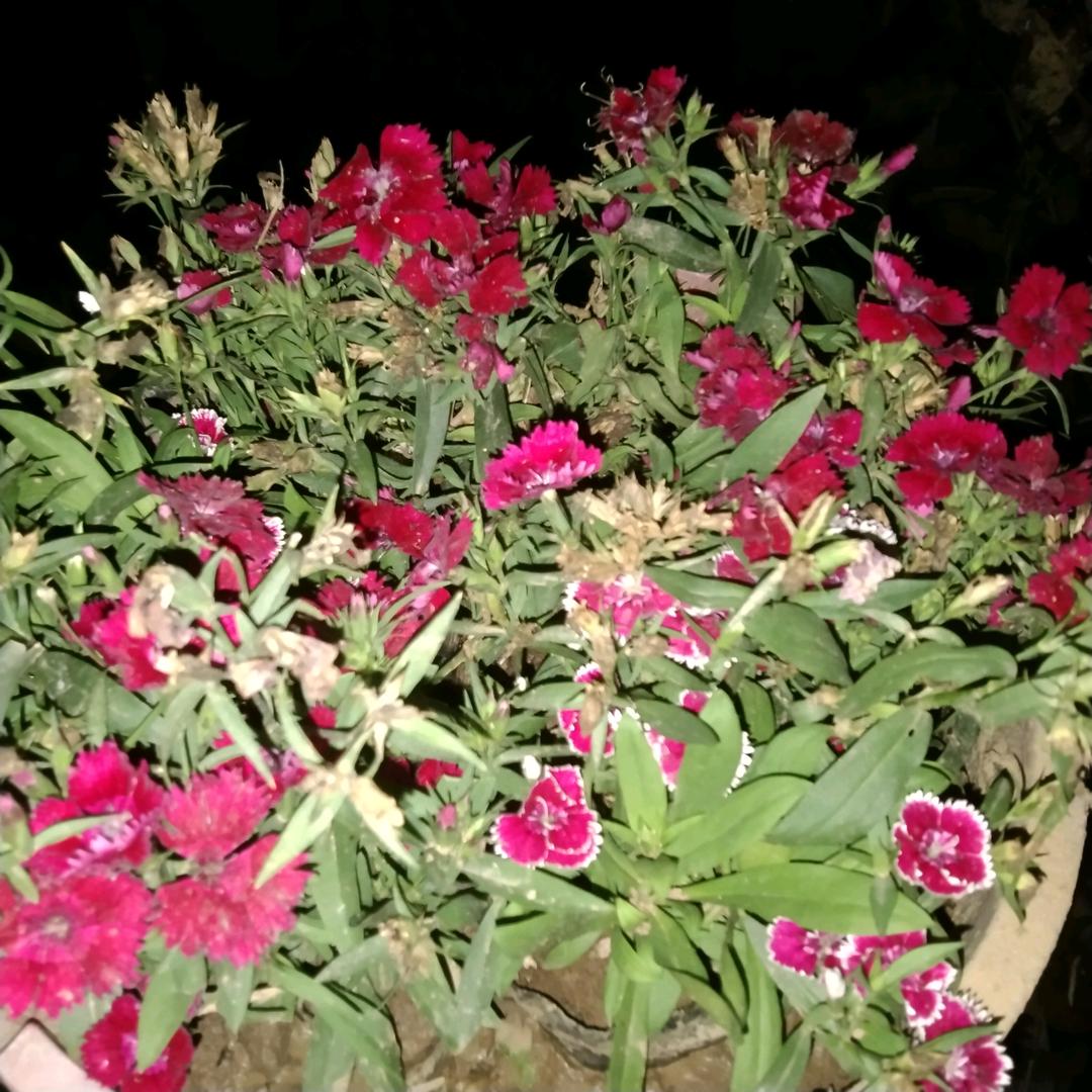 向着明天的太阳