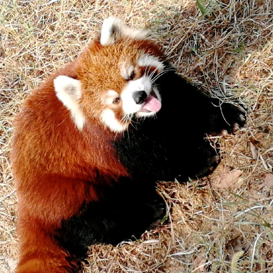 小磊