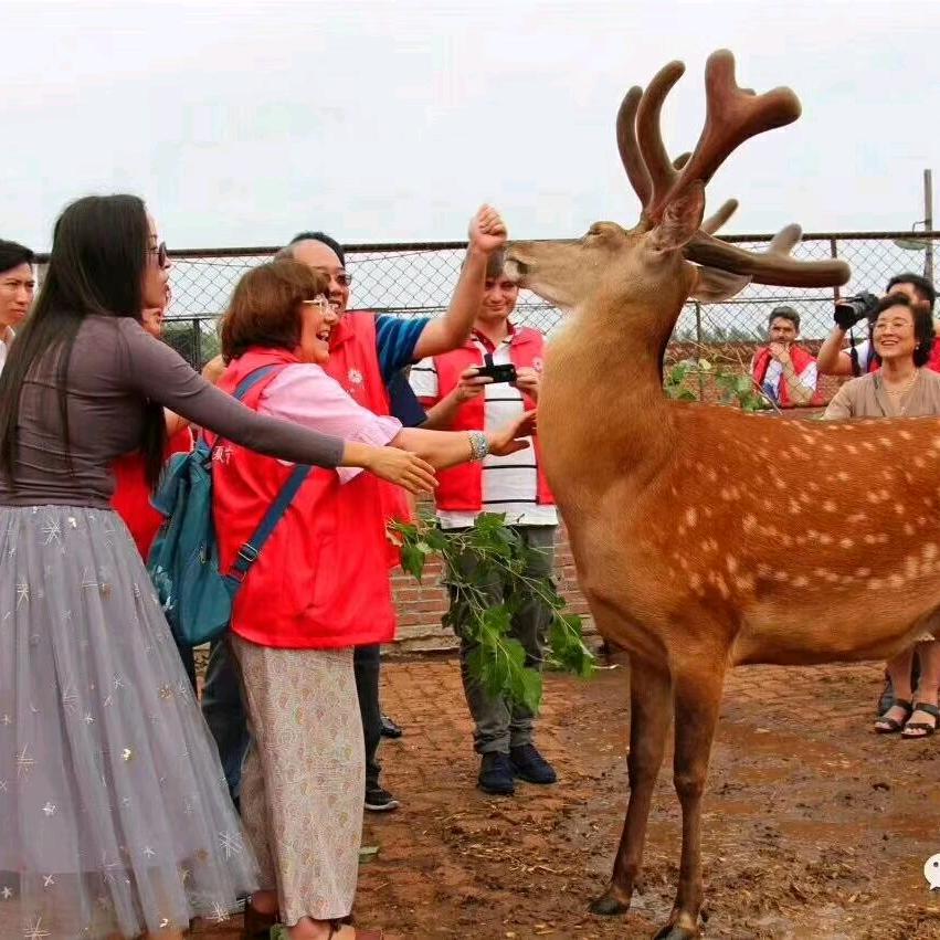幸福鹿滋补