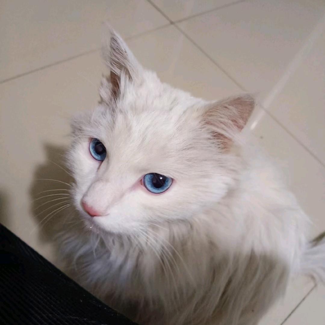 斯德哥尔摩情人