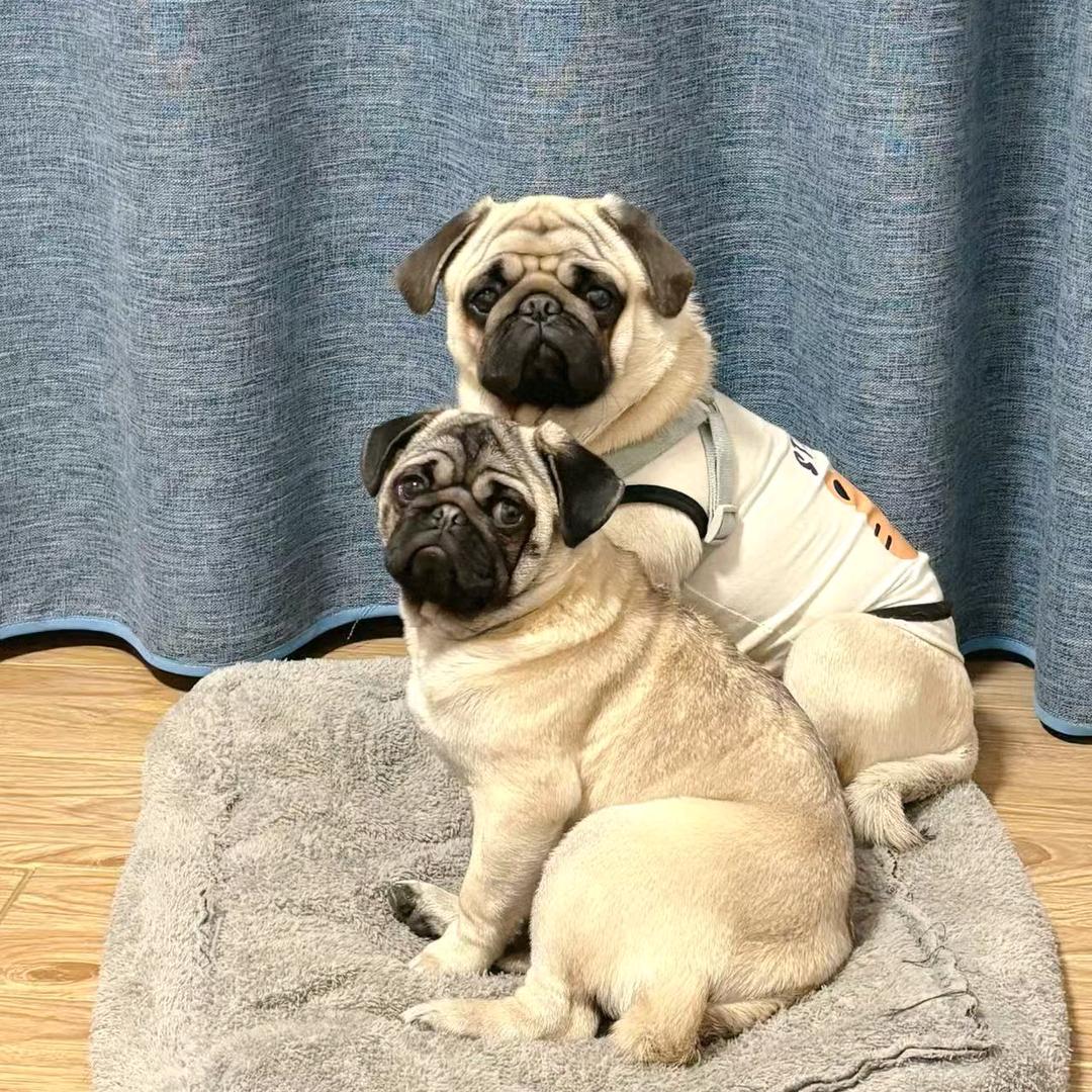 元宝和翠花的幸福生活