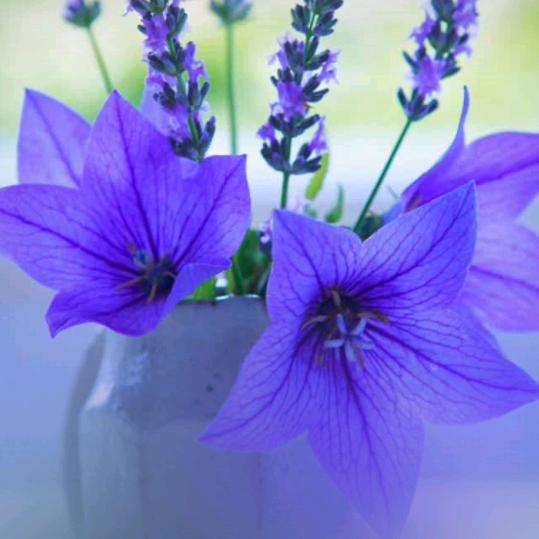 花