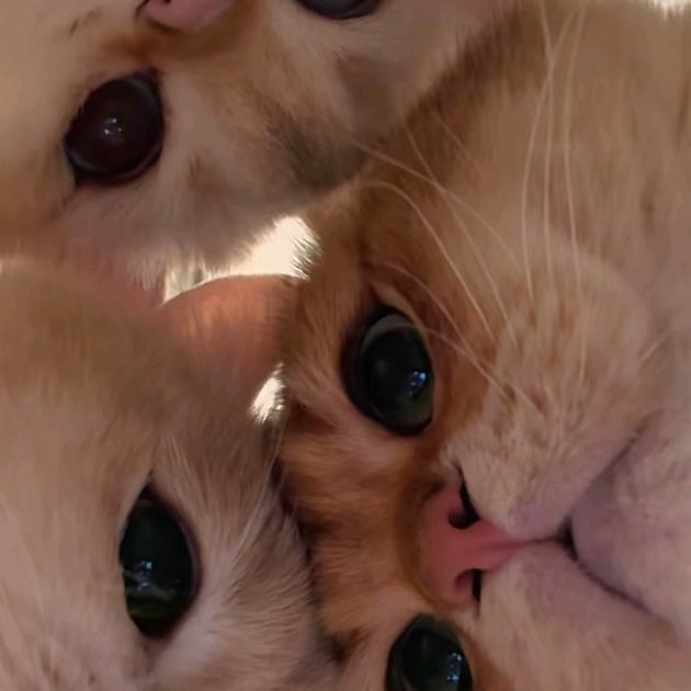 小铭（西格玛男人）