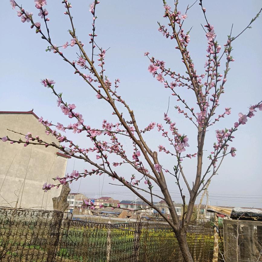淮阴区高家堰三姐