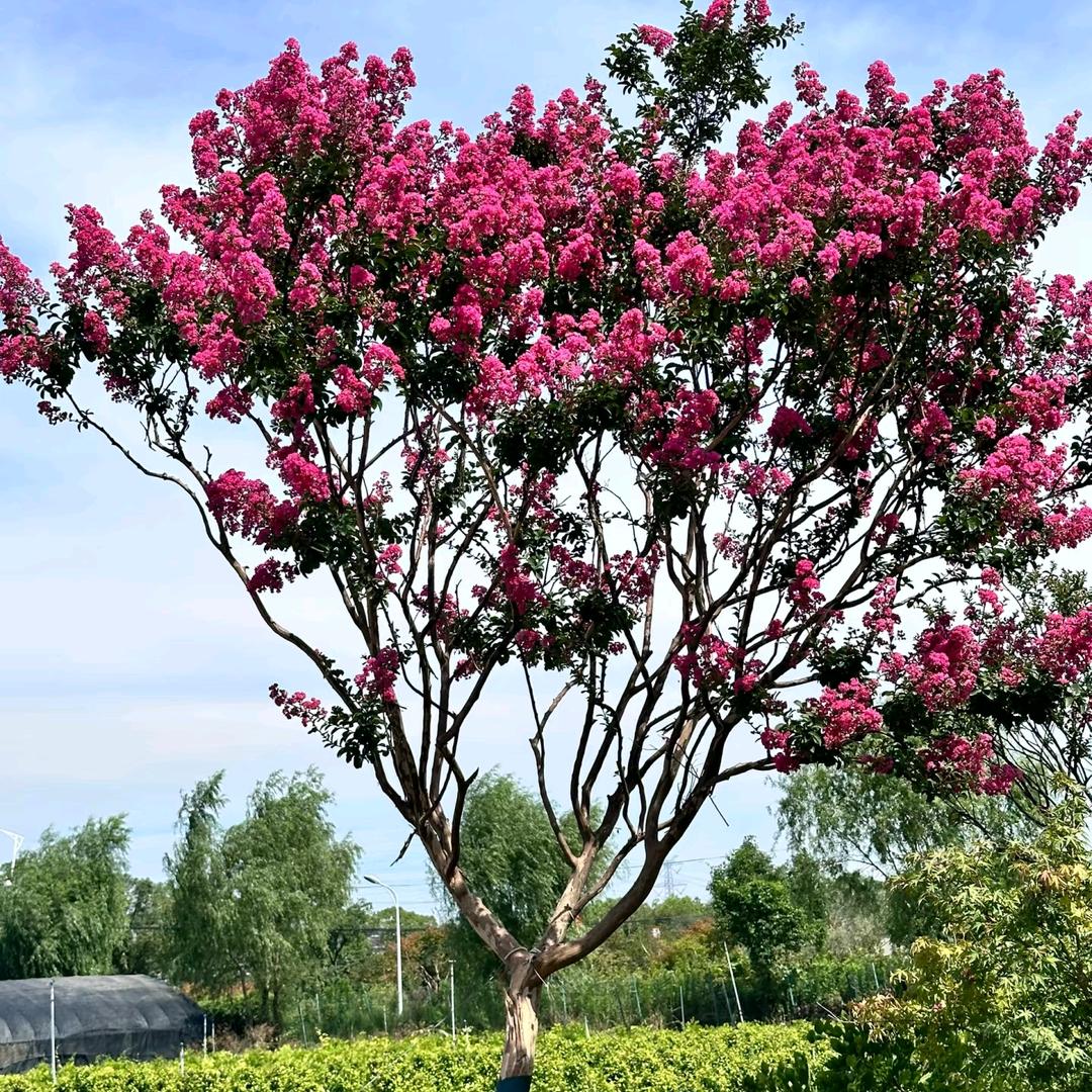 润景园艺种植基地