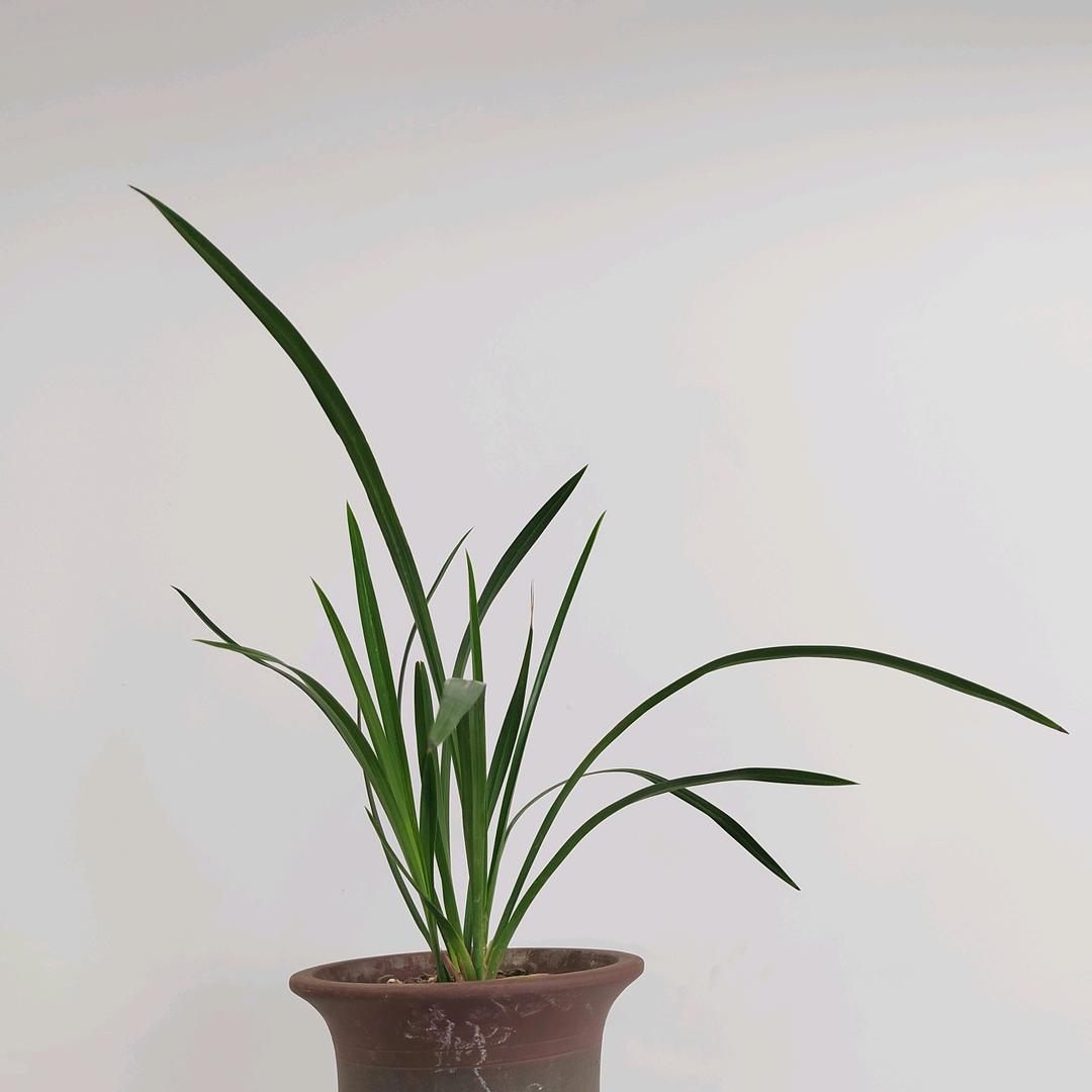 菜鸟