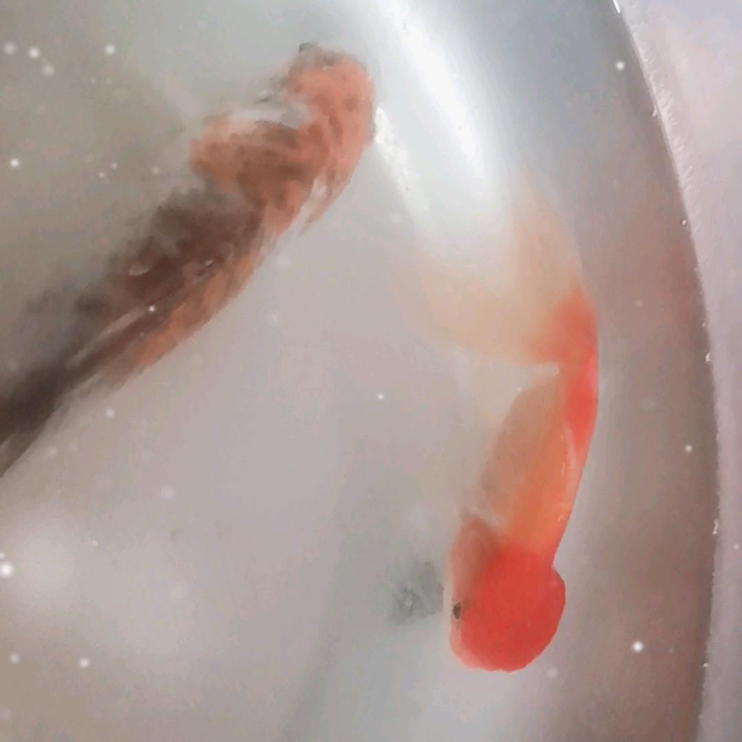 狮头鲤