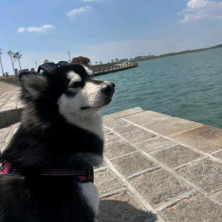 子龙