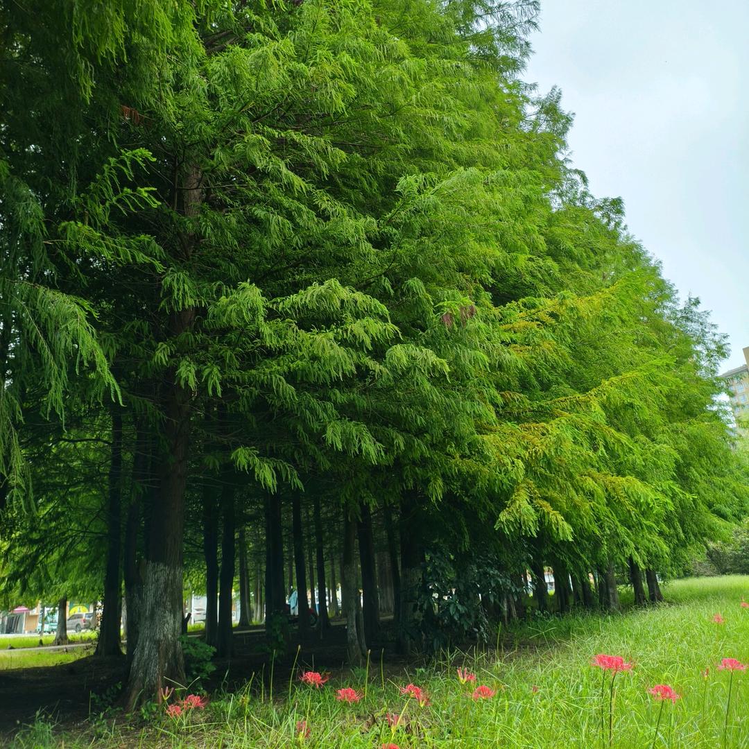 定远宋老师课程班