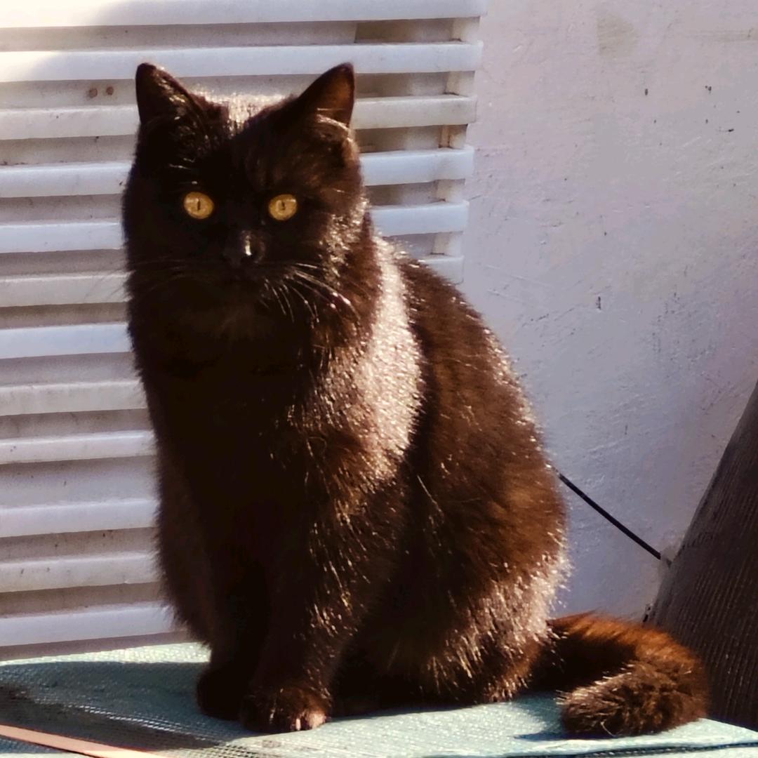 乌云啸铁  (是只小黑猫🐈‍⬛)