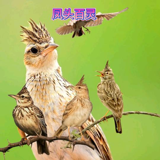 心想事成，河南人在新疆