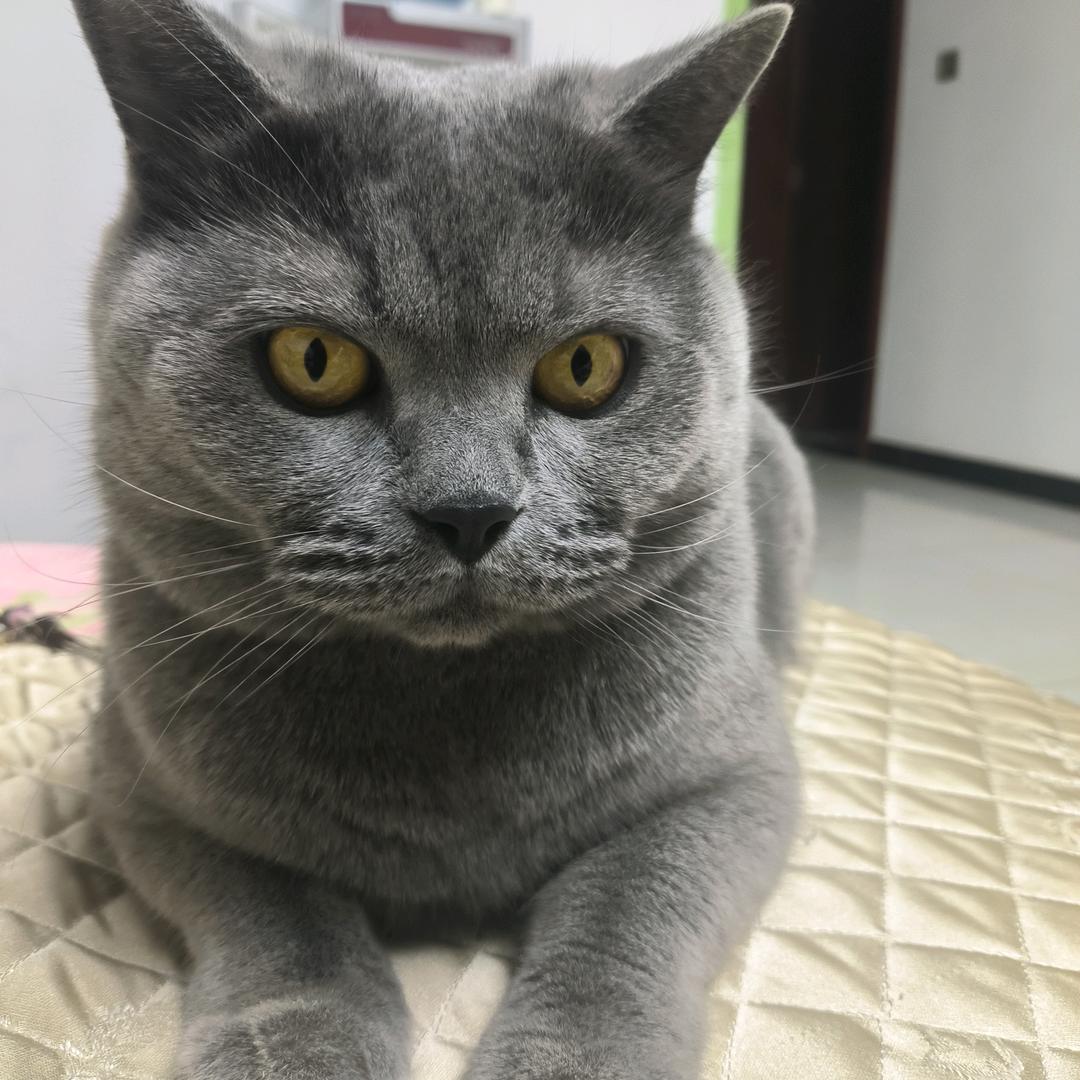 梦